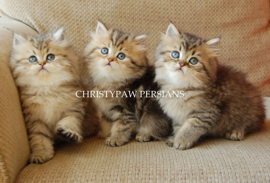 Golden tabby persian kittens for sale