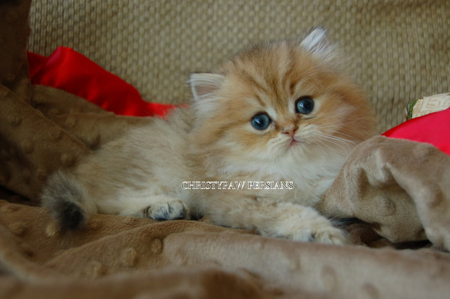 Golden Persian kittens for sale