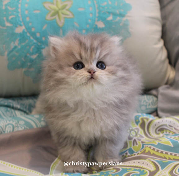 Shaded Silver Blue Golden persian kittens for sale