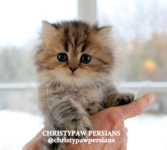 teacup golden tabby doll face persian kittens for sale