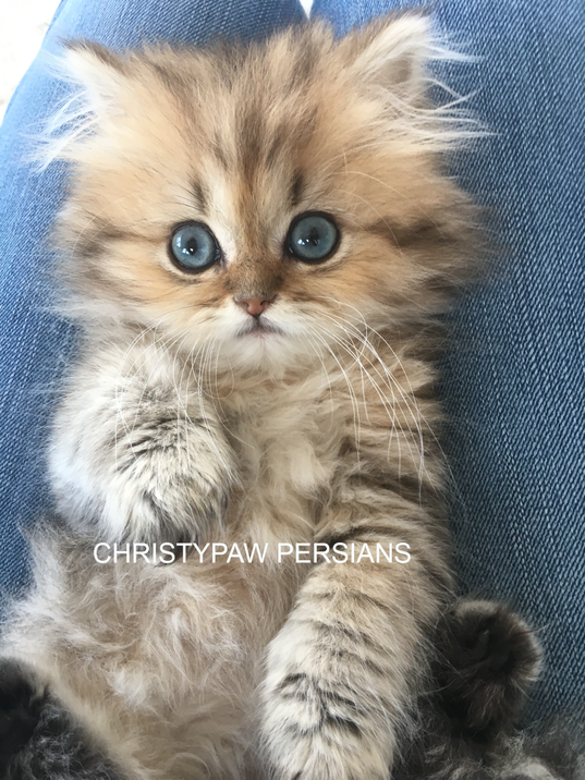 Golden shaded persian kittens for sale