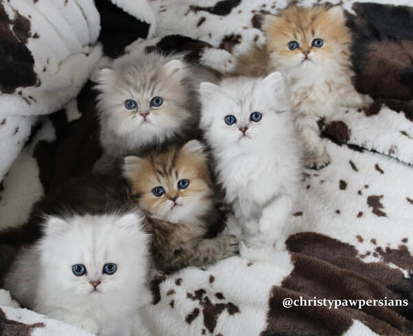 Doll Face Chinchilla Silver, Shaded Silver and Golden Persian kittens for sale