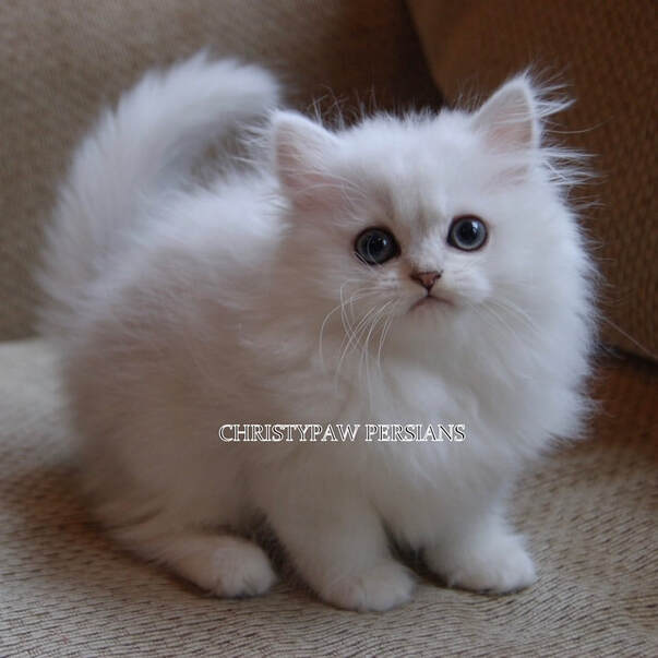 Teacup Chinchilla Silver doll face persian kittens for sale