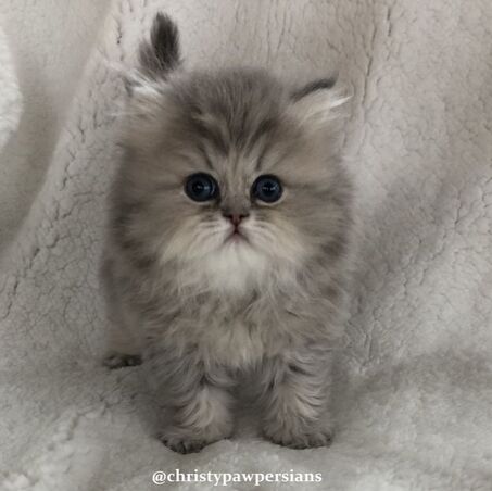 persian kittens for sale