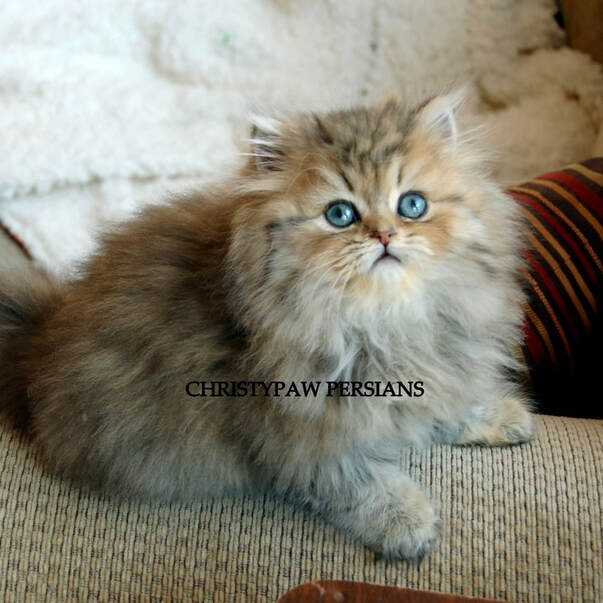 golden shaded  Persian cat 