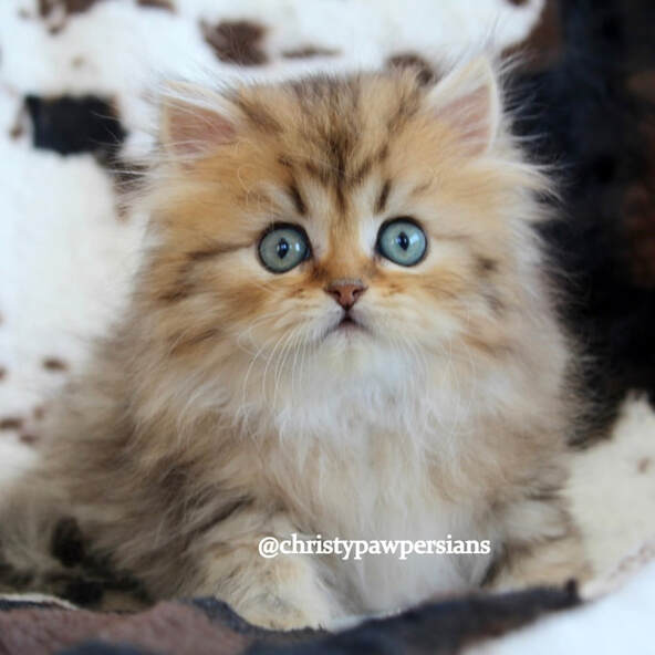 For sale Golden Chinchilla doll face persian kittens 