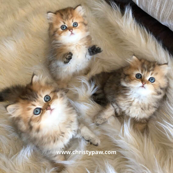 Persian kittens for sale 