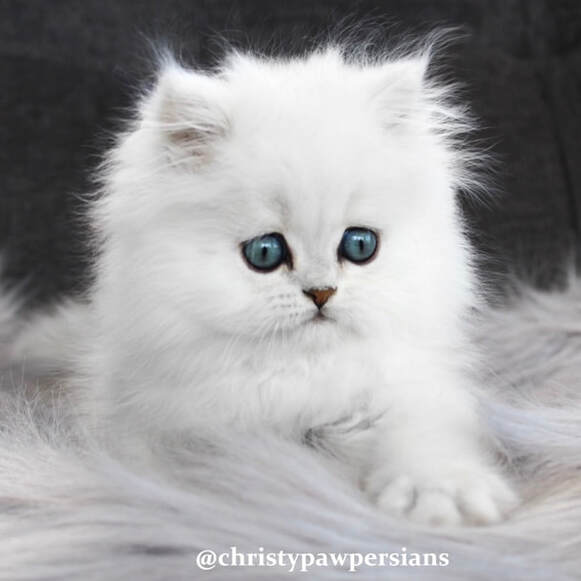 chinchilla silver tipped persian kittens for sale
