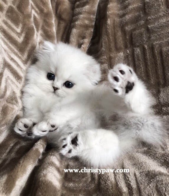silver tipped chinchilla persian kittens