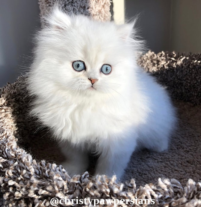 Chinchilla Doll Face Persian kittens for sale