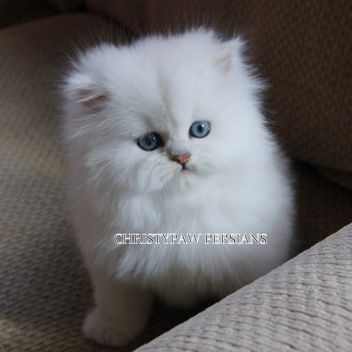 persian doll face chinchilla kittens for sale