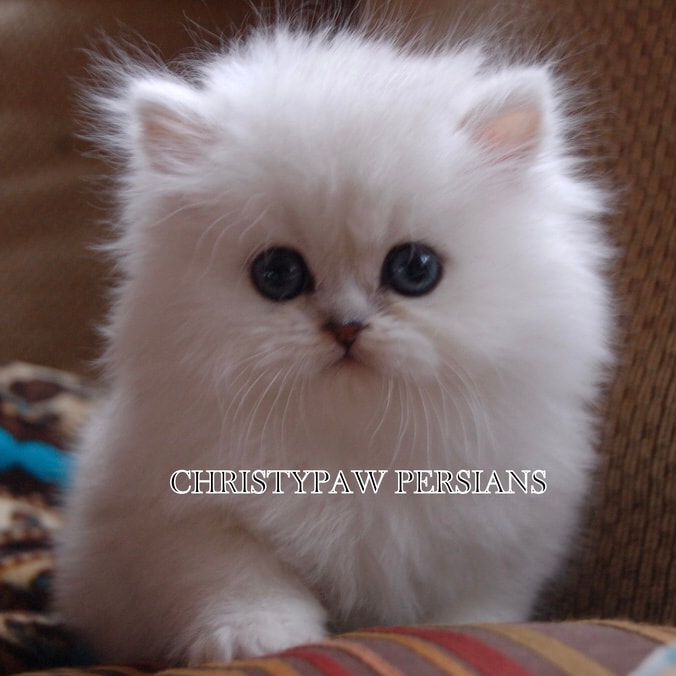 Teacup Chinchilla Persian kittens for sale