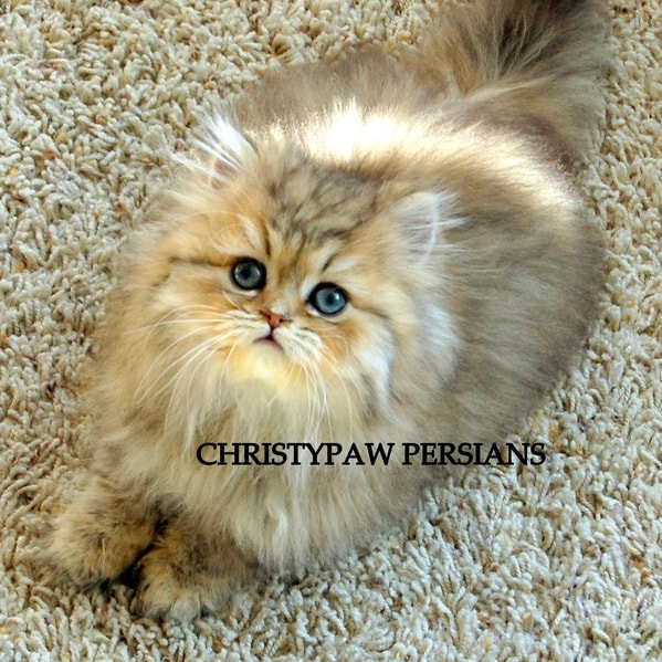 Golden shaded Persian kittens for sale 