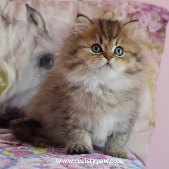 Golden doll face persian kitten