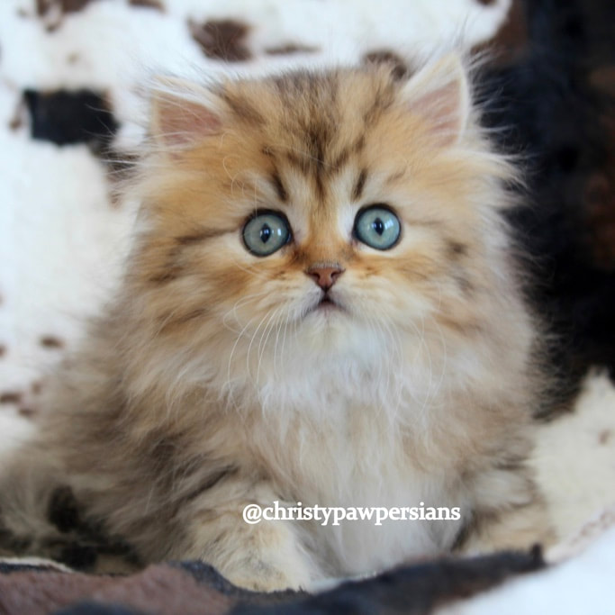 Golden Chinchilla doll face persian kittens for sale