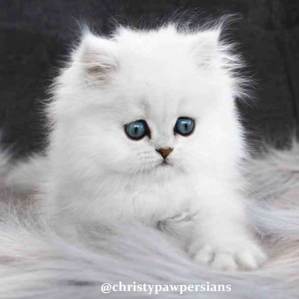 Chinchilla silver persian kittens for sale