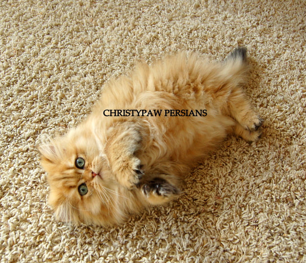 Chinchilla golden persian kittens for sale