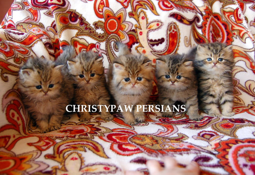 Godlen Persian kittens for sale in Florida