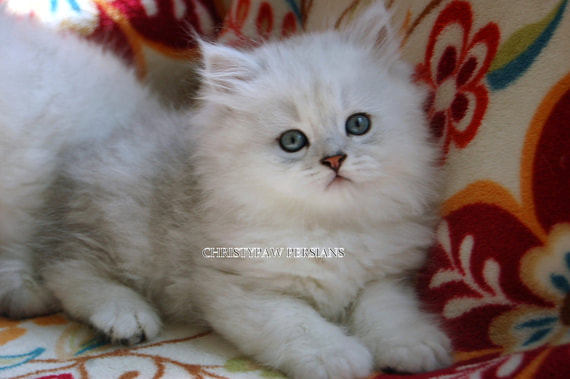 Shaded silver persian kittens for sale