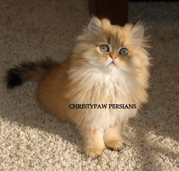 Golden persian kittens for sale in Missouri
