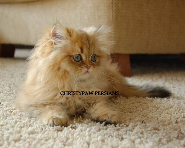 Golden persian kittens for sale in Virginia