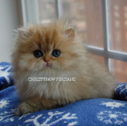 Golden teacup Persian cat