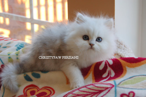 Silver Shaded Persian kittens for sale