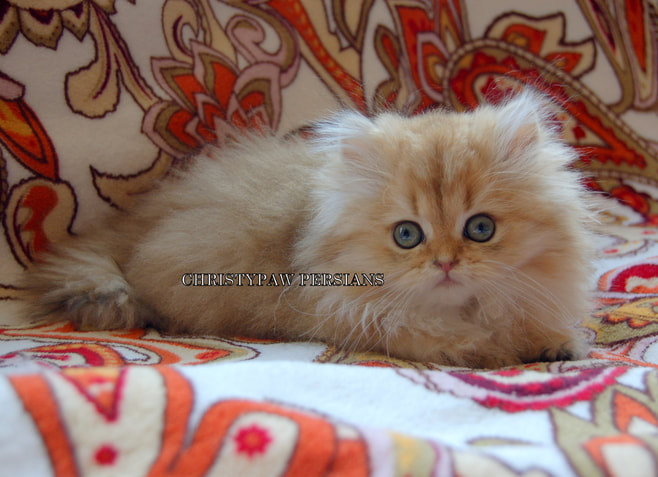 Chinchilla Persian kittens for sale 