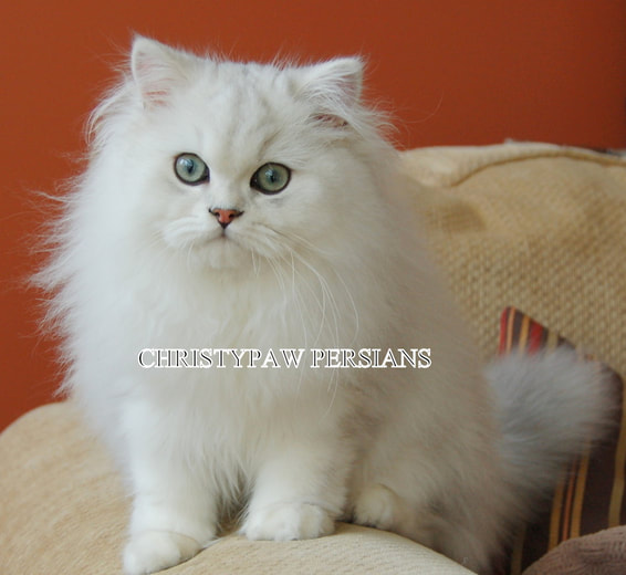 Silver Shaded Chinchilla persian kittens for sale