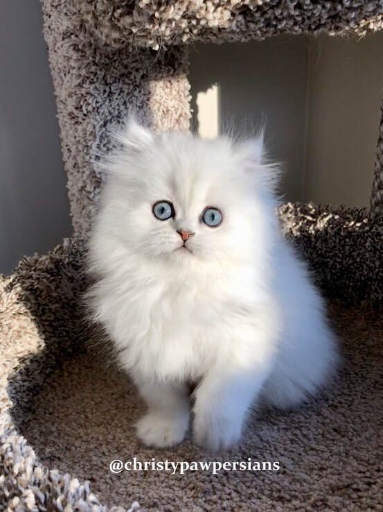 Chinchilla white persian kittens for sale
