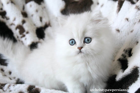 Chinchilla Silver persian kittens for sale