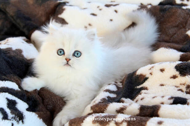 Chinchilla Silver doll face persian kittens for sale