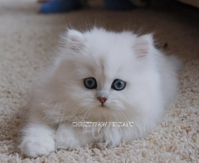 Silver doll face persian kittens for sale