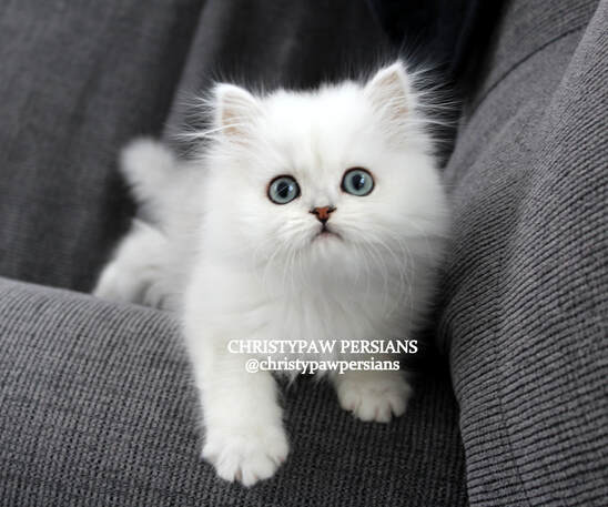 silver persian kittens for sale