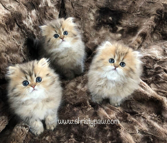Teacup Persian kittens