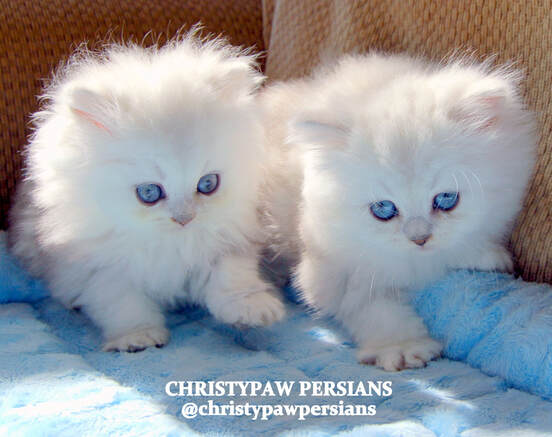 silver teacup doll face persian kittens for sale