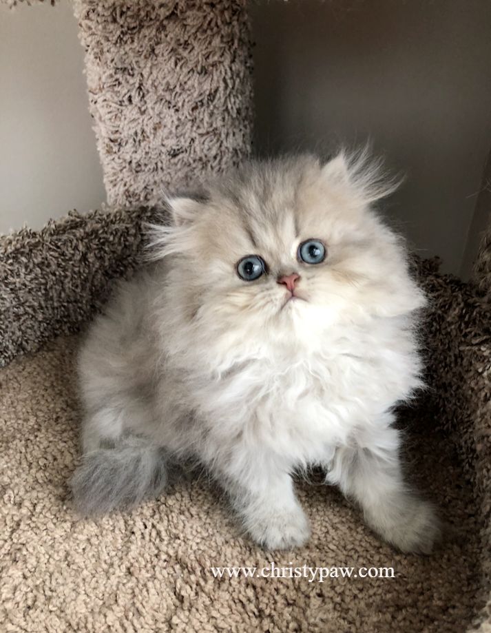 Persian kittens for sale near me - CHRISTYPAW PERSIANS