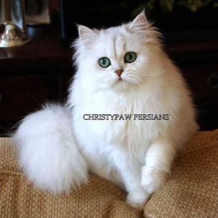 Chinchilla Silver Doll Face Persian cat