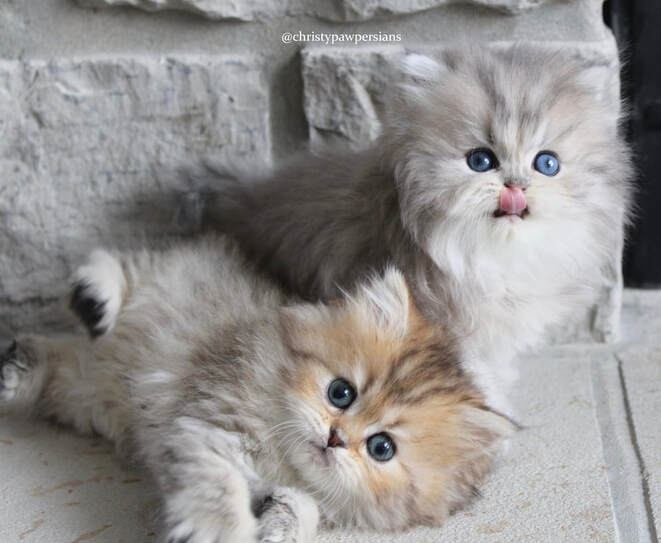 Golden and blue golden doll face Persian kittens for sale