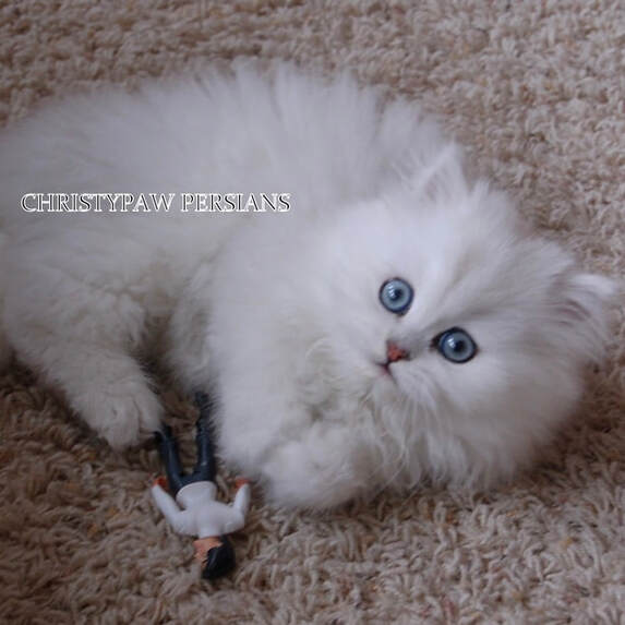 Christypaw doll face Persian kittens for sale