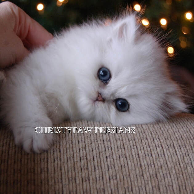 Teacup Chinchilla doll face persian kittens for sale