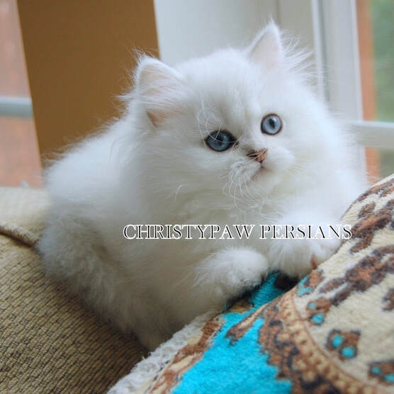 Chinchilla White persian kittens for sale