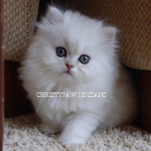 Teacup Dollface Persian kittens for sale