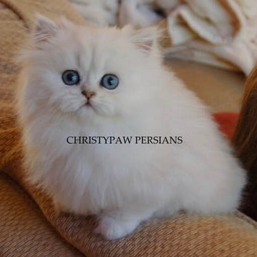 Silver Chinchilla Persian kittens for sale
