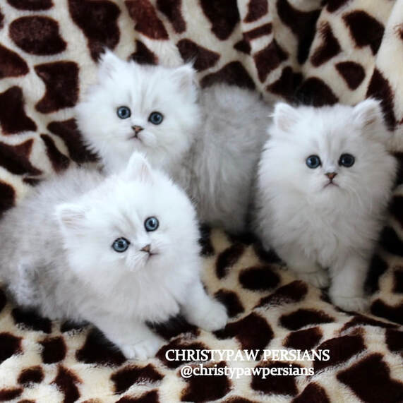 Shaded silver doll face persian kittens for sale