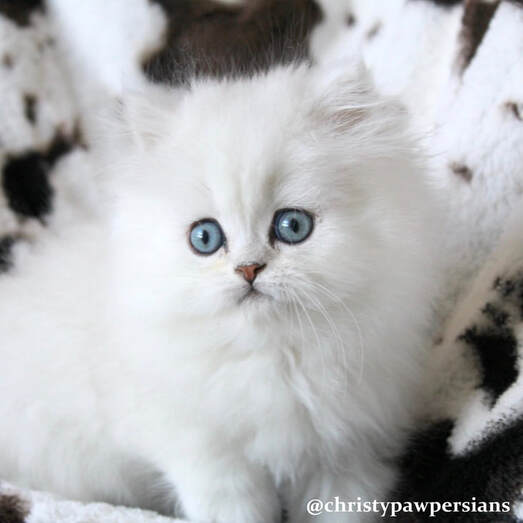white Chinchilla Silver perisan kittens for sale