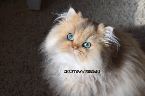  Apricot persian kittens for sale