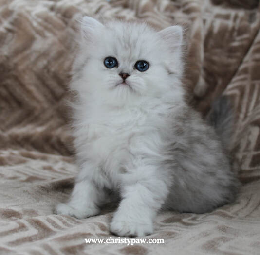 silver chinchilla persian cat