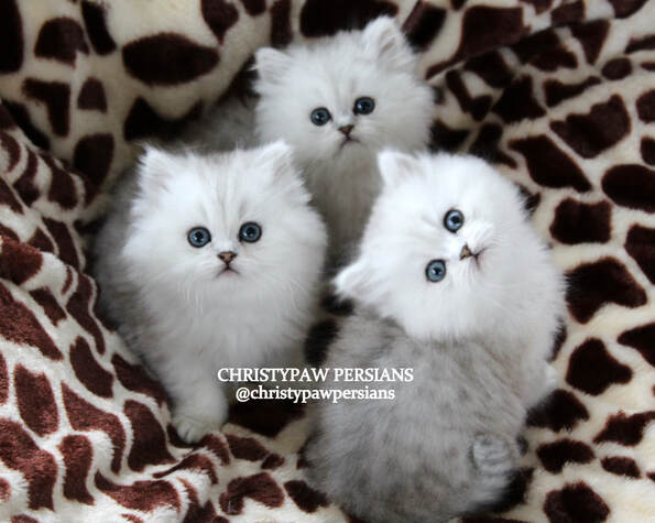 Silver Doll face persian kittens for sale