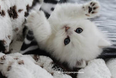 Teacup white Chinchilla persian kittens for sale, delivery anywhere in the US